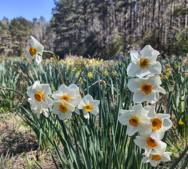 adams-daffodil-field-photo